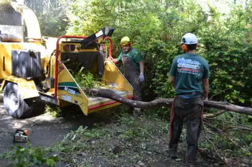 tree services Staunton